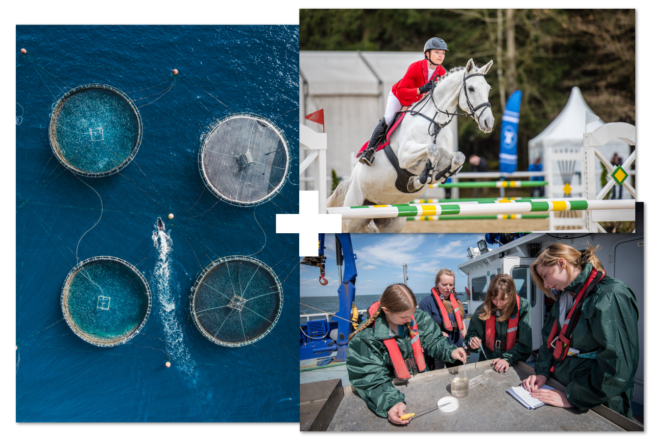 Collage of 3 | Fisheries | Equine studies | Marine science