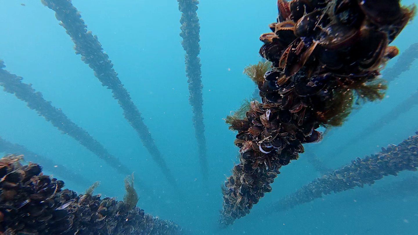 Media - News - Exploring New Frontiers in Mussel Farming: Shell ...