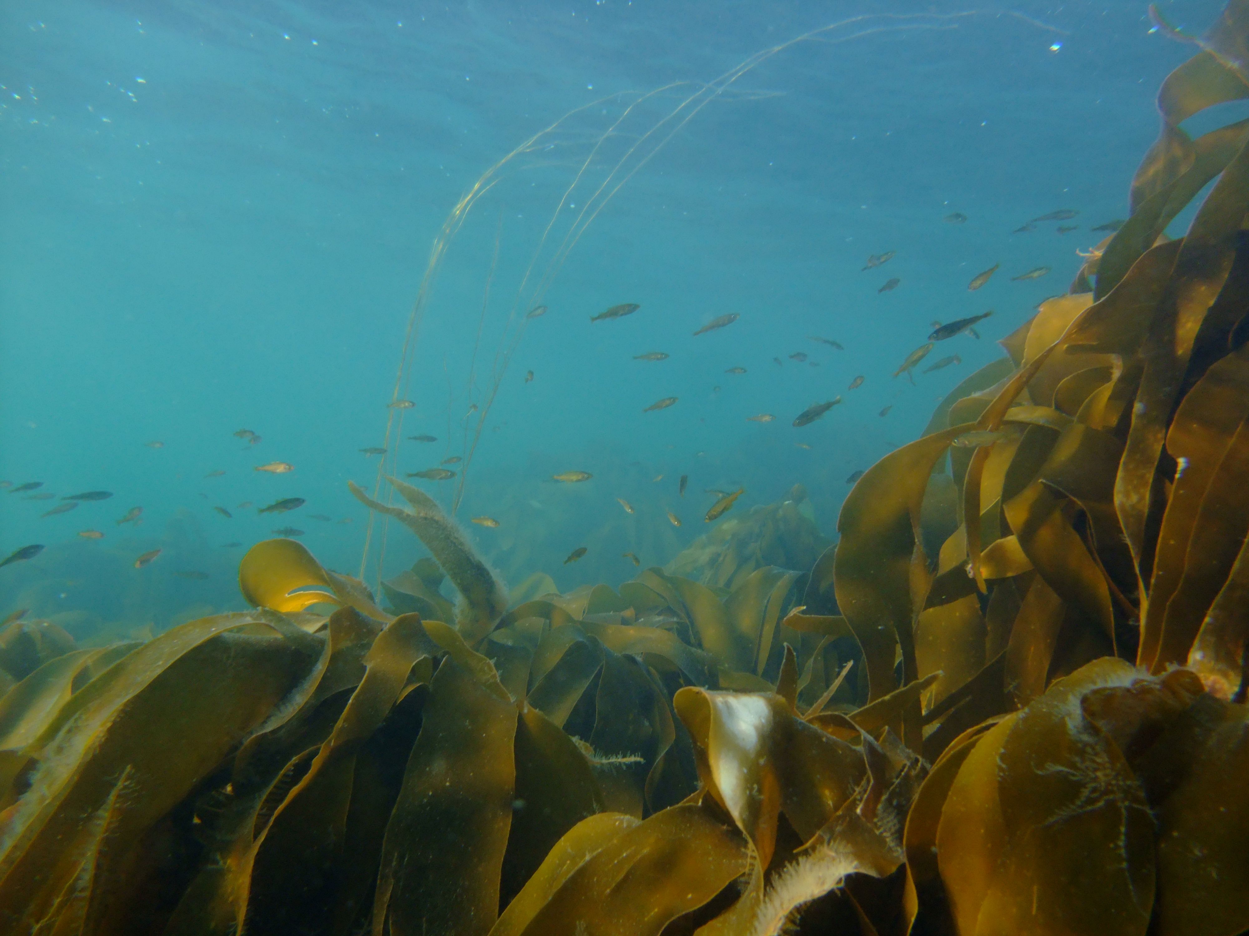 Shetland’s Marine Habitats: New Report Explores Current and Future Blue Carbon Potential