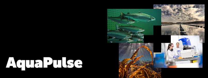 AquaPulse AquaPulse