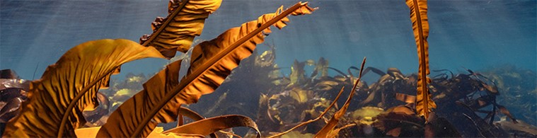 Seaweed underwater Seaweed underwater