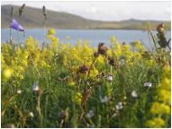 Machair flowers