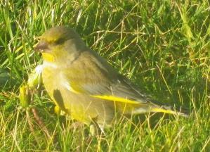 Greenfinch