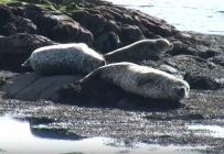 Gaelic Journey YouTube playlist