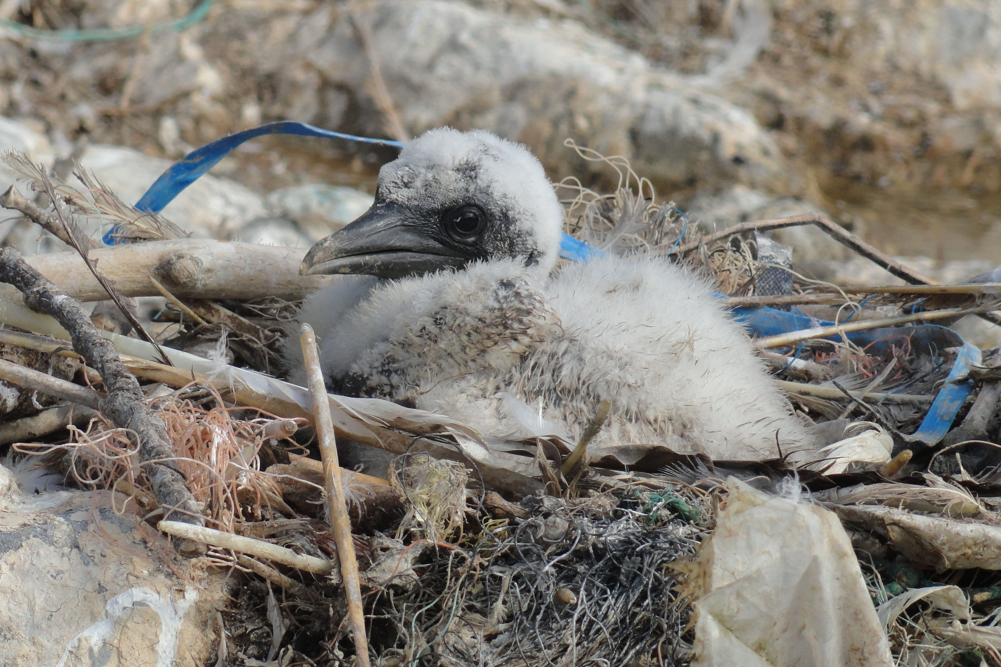 Report highlights threat of marine plastics to seabirds