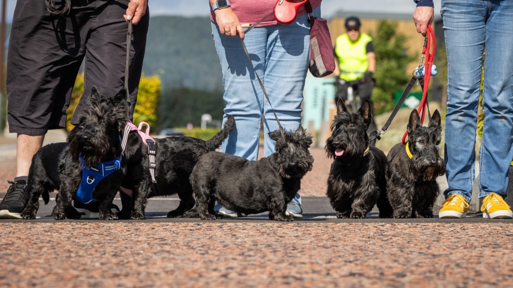 National Scottie Dog Day celebrated at Inverness Campus 