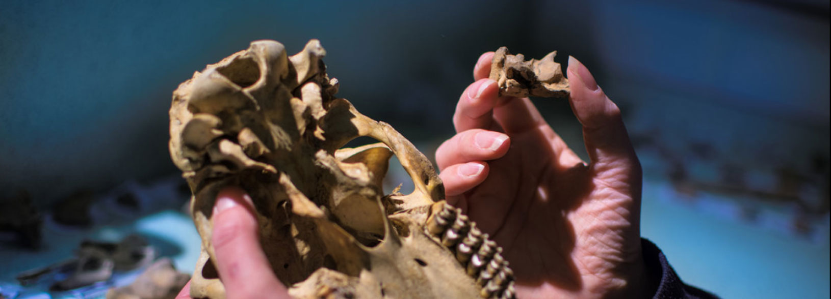 Hands holding fossilised skull
