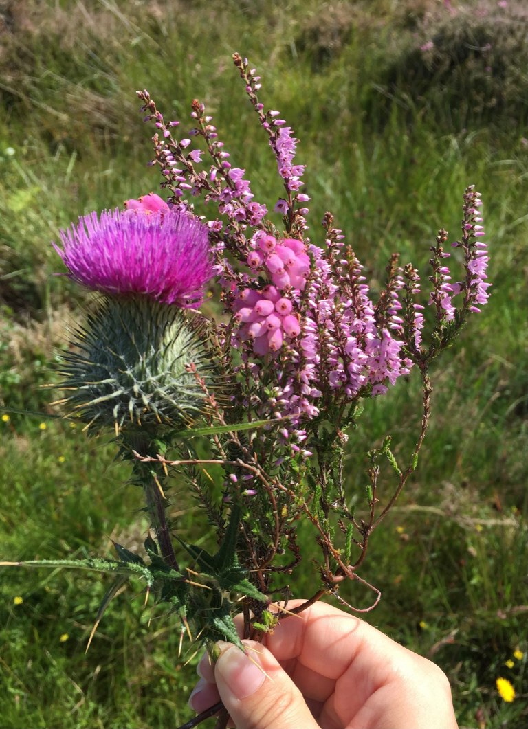 Thistle