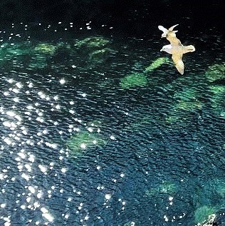 flying bird over water