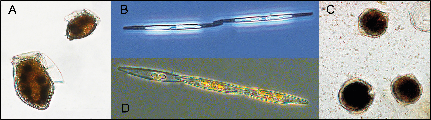 toxin producing phytoplankton toxin producing phytoplankton