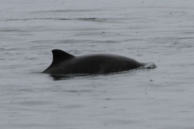 Harbour Porpoise