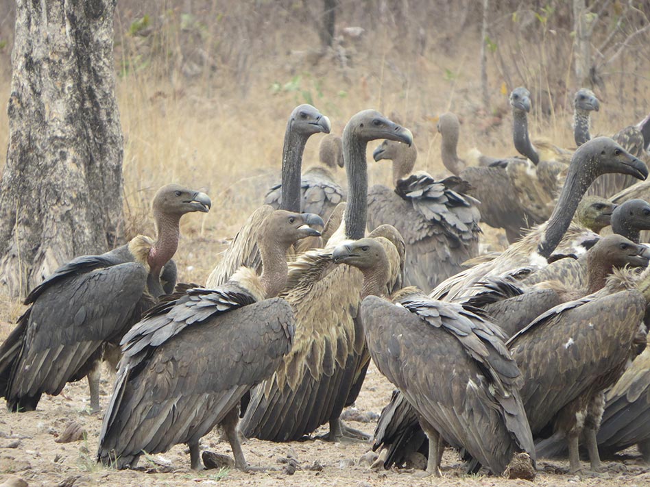 committee of vultures
