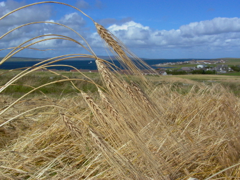 Bere crop, Orkney