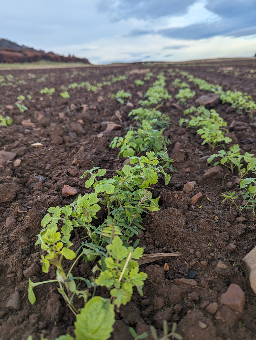Cover crops growing in a field