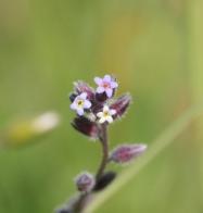 Small flower Small flower