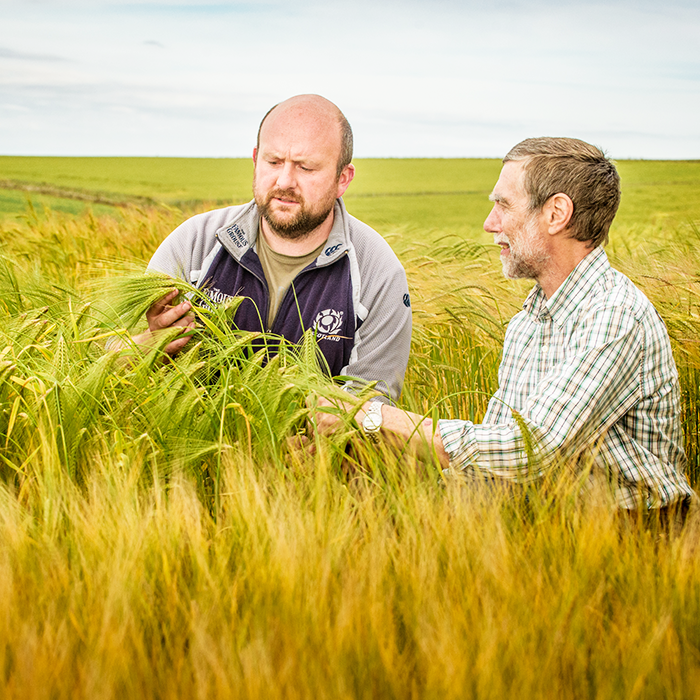 Two people looking at wheat in a field