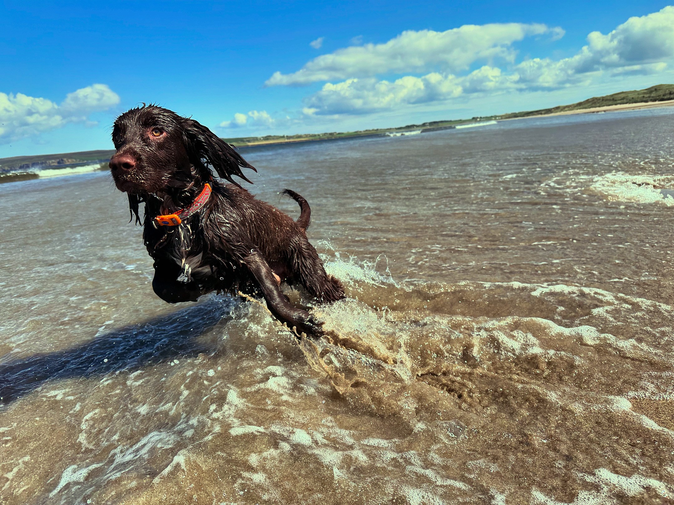 A photograph of a brown spaniel dog running through shallow sea water against a backdrop of blue sky with white clouds. The spaniel is wearing an orange collar and its front legs are lifted, mid-run
